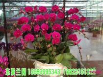 蝴蝶兰组合盆栽