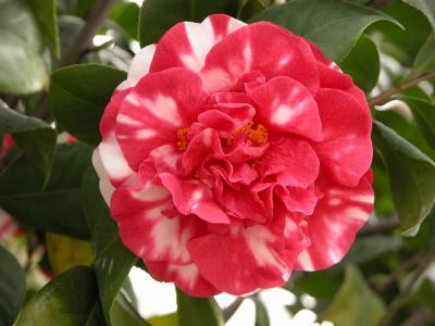 茶花