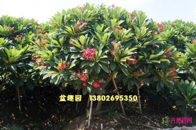 鸡蛋花