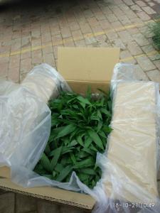 姜荷花