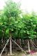 宫粉紫荆