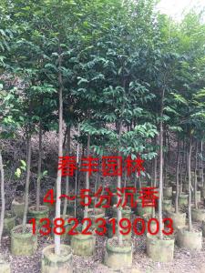 沉香树