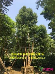多杆香樟