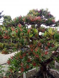 海岛罗汉松（四季红）