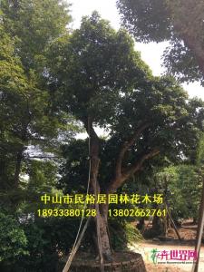 龙眼