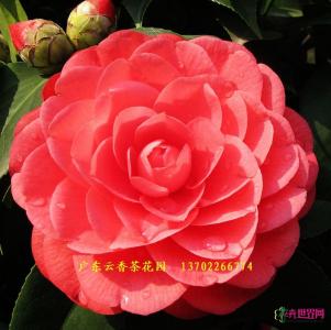 茶花