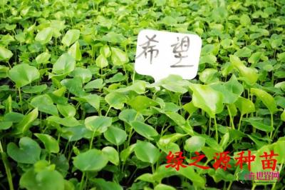 希望蔓绿绒
