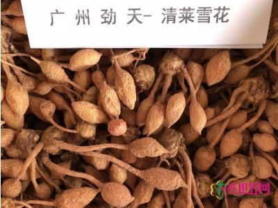 姜荷花