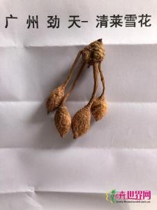 姜荷花