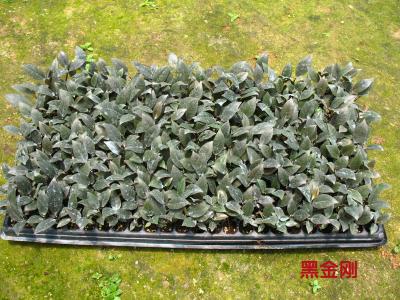 黑金刚橡皮树