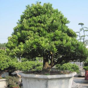 罗汉松