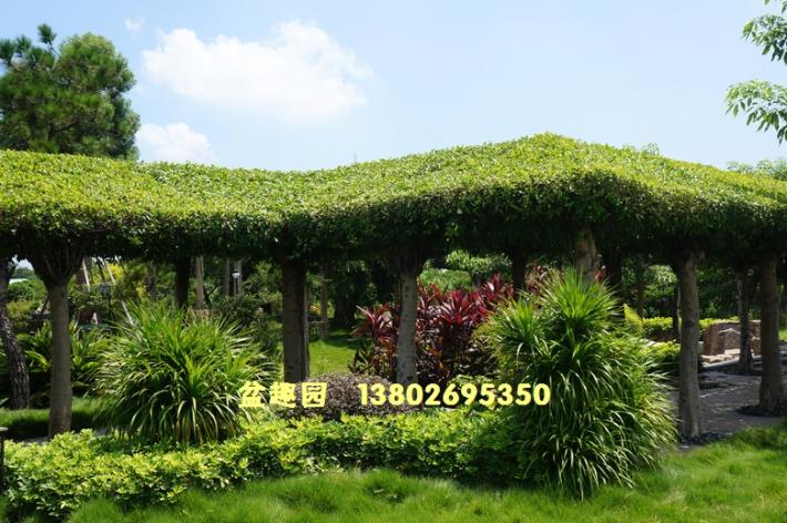 榕树亭绿化景观效果