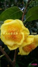 金花茶树