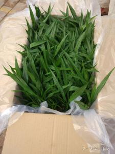 姜荷花