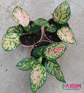 吉祥如意粗肋草