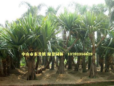 多头红刺林投