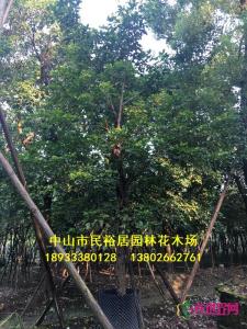 秋枫
