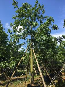 澳洲火焰树