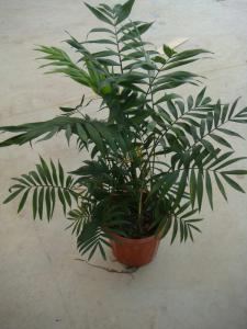 袖珍椰子/富贵椰子