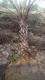 海枣4米杆高地苗