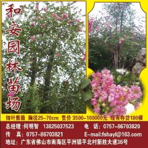 小叶紫薇
