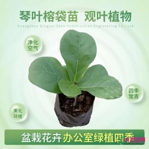 琴叶榕