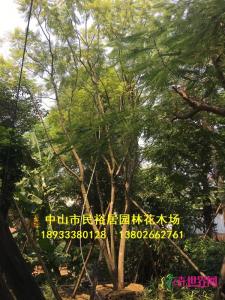 丛生蓝花楹