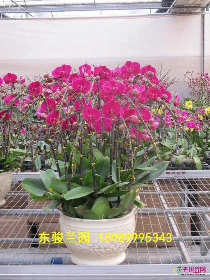 蝴蝶兰