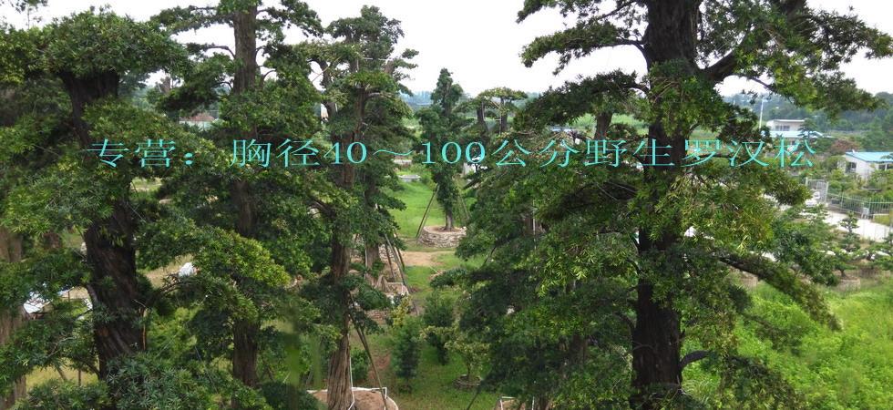 标题广告