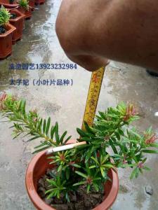 海岛罗汉松（太子妃）小叶子品种