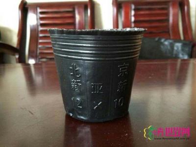 营养杯