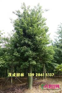 大腹木棉