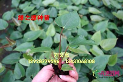 阿拉巴马红掌