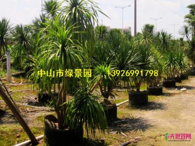 龙血树