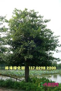 大腹木棉