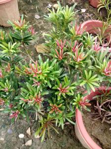 海岛罗汉松（太子妃）小叶子品种