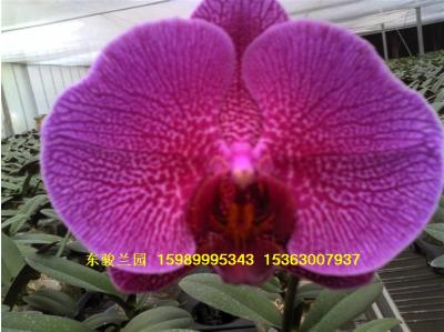 蝴蝶兰