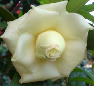 茶花