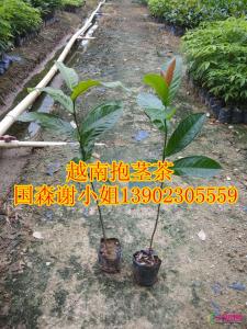 越南抱茎茶