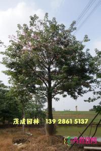 大腹木棉