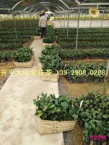 金花茶苗