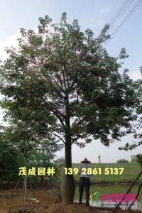 大腹木棉