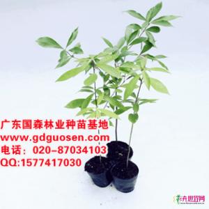 金丝楠