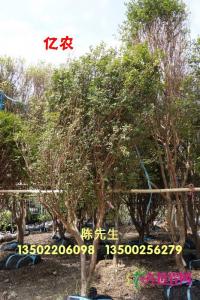 嘉宝果