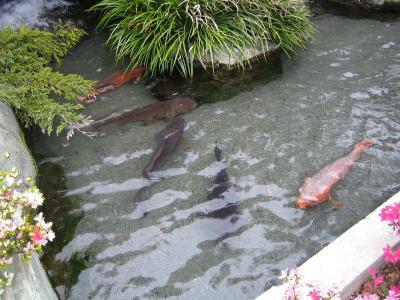 鱼池