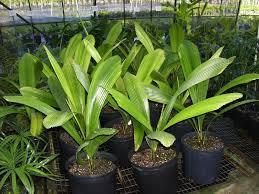 菱葉棕_鑽石椰子