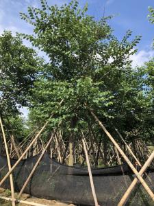 宫粉紫荆
