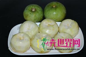 白柿实生苗