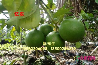 黄金柠檬