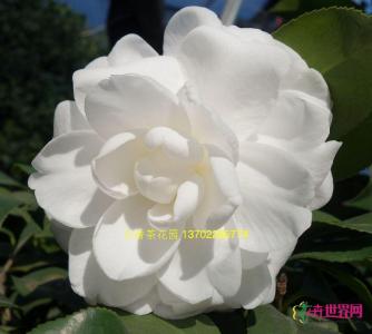 茶花